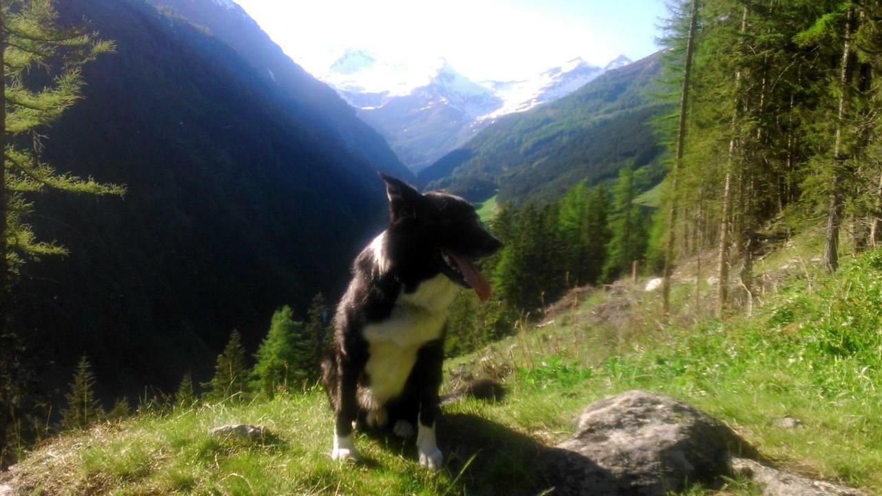 Simiterhof Lejlighed Matrei in Osttirol Eksteriør billede